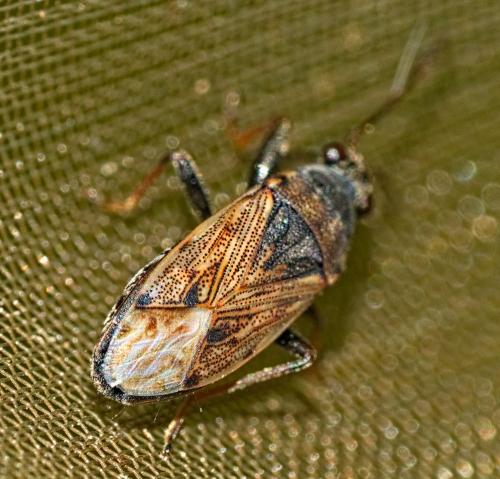 Peritrechus gracilicornis